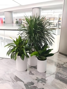 宁波杭州湾绿植租赁专业